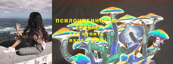 прущие грибы Елабуга